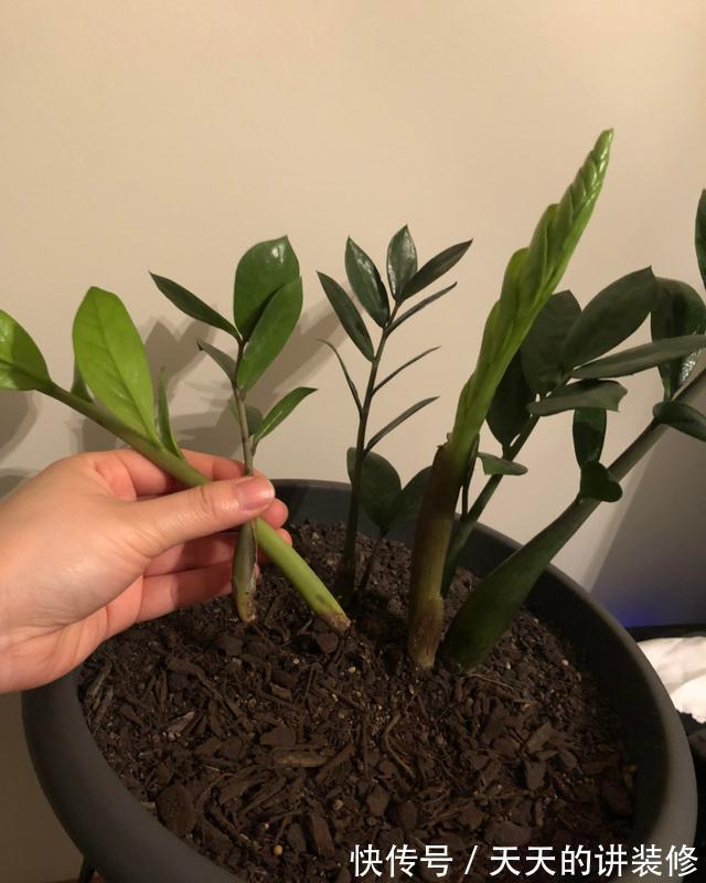 养护|新手养金钱树,做到“两少一多”,长势喜人,还能绽放小黄花