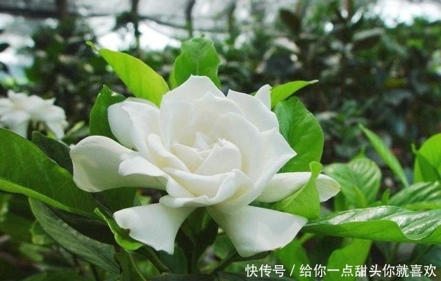 薰衣草|4种“香水花”,选一种养家里,晒晒太阳,满屋香水味,又香又美