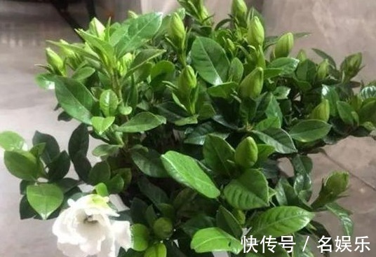 栀子茉莉花喝点“酸水”,叶片翠绿、开花洁白,不黄叶