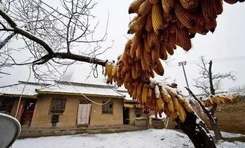  大雪节气|今日大雪，穿暖和，别冻着