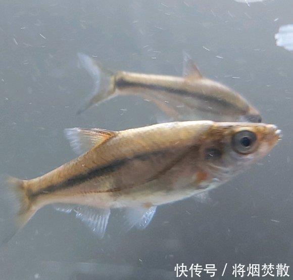 老一辈|吃起来很鲜?四川小河里“彩色麦穗鱼”泛滥,老一辈叫麦线子鱼