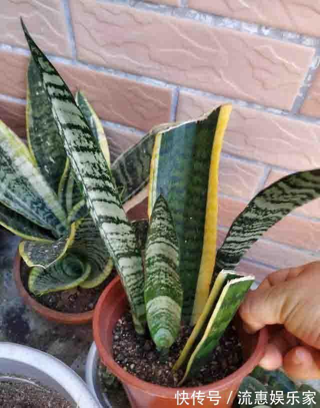 肥养|养虎皮兰，就4个“特区”，一窜一米高，盆盆爆满