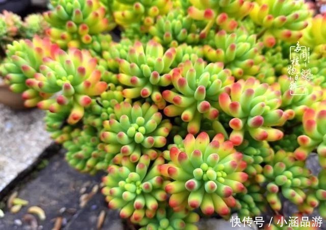 从一颗到500多盆，遇见多肉后，满眼全是你！