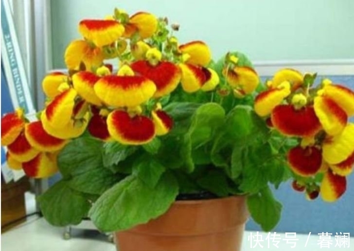 养花就养这几款,全年开花不停,鲜艳夺目,花朵美艳迷人