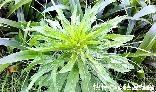 中草药|农村一种野草，农民很讨厌，却是极品中草药，止血效果非常好