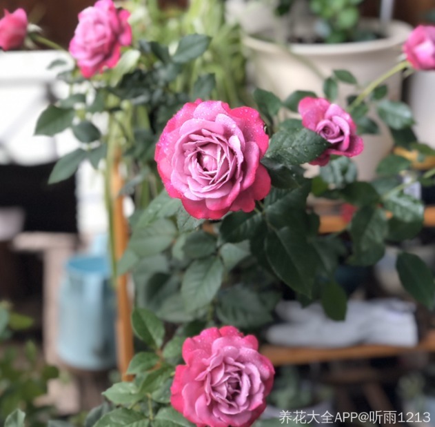 15款经典月季,好看好养,春天开成大花海!