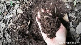 花卉|养花用土不必买,拿个袋子出门捡这“4种土”,不管养啥都能旺!