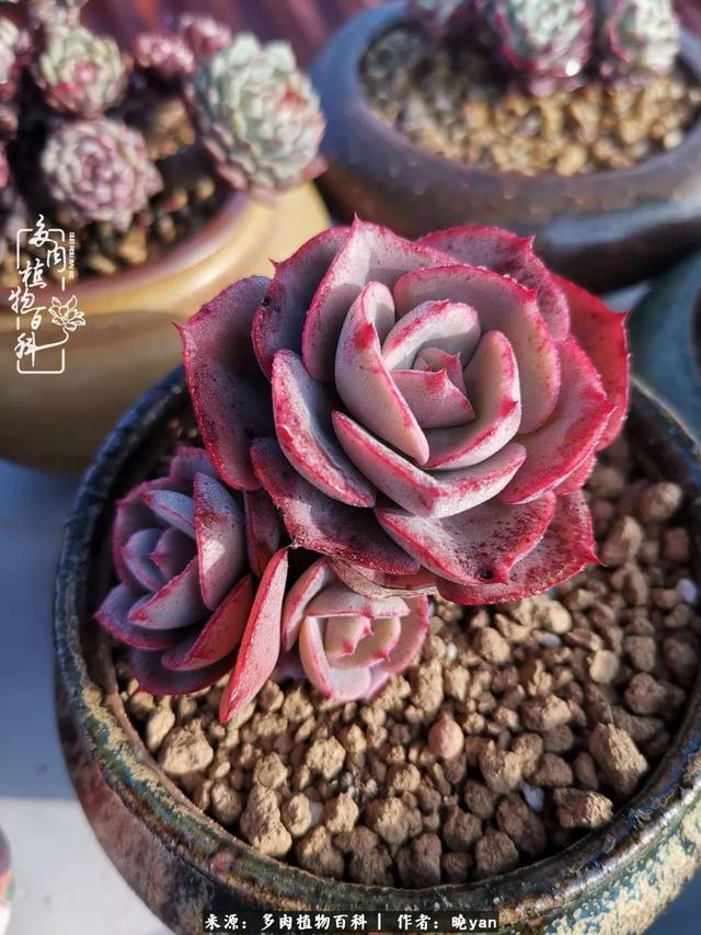 养多肉近四年,一路的走来,阳光总在风雨后!