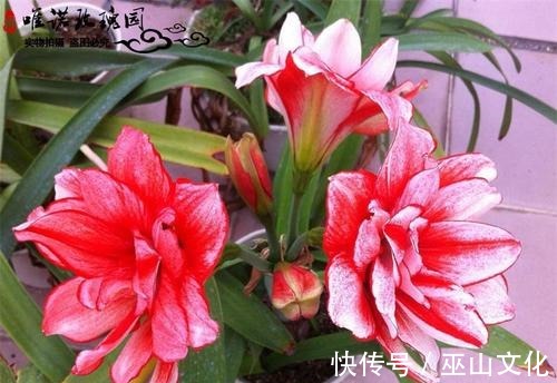 喜欢养花爆盆,就养盆它吧,一盆开花50朵,阳台轻松变花园