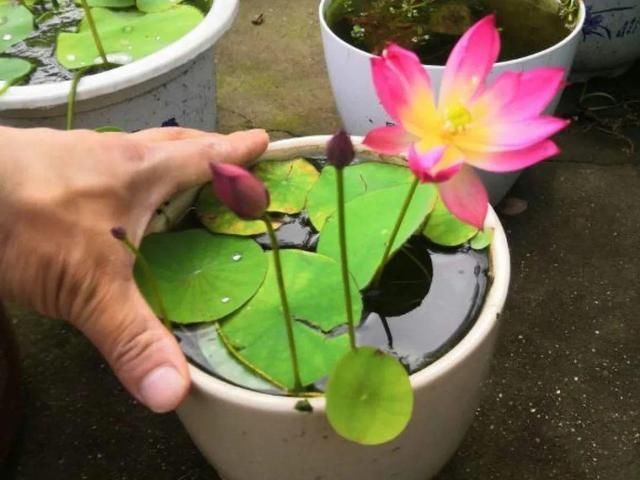 杜鹃|公认难养的20种花,养一盆死一盆,下次还敢买