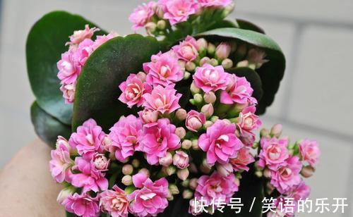 长寿花一直没花苞，啥原因，咋解决