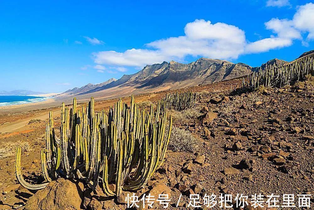 植物刺|有刺植物的刺是如何起源和演变的？有什么类型和效用？