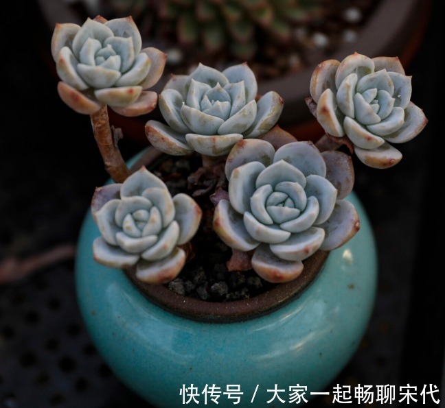 如果不是万不得已，3种花年后再买，省钱又好养