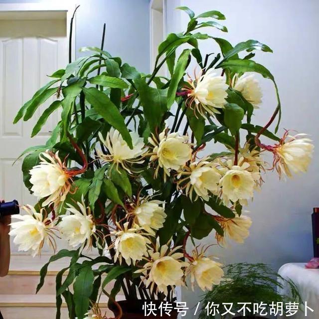 卧室养花就选这八种，安神又助眠，卧室摆几盆，一夜好梦睡得香