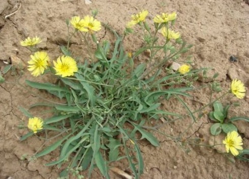 采摘|农村常见的3种抗癌野菜,很多人嫌脏不愿吃,却对身体健康有好处