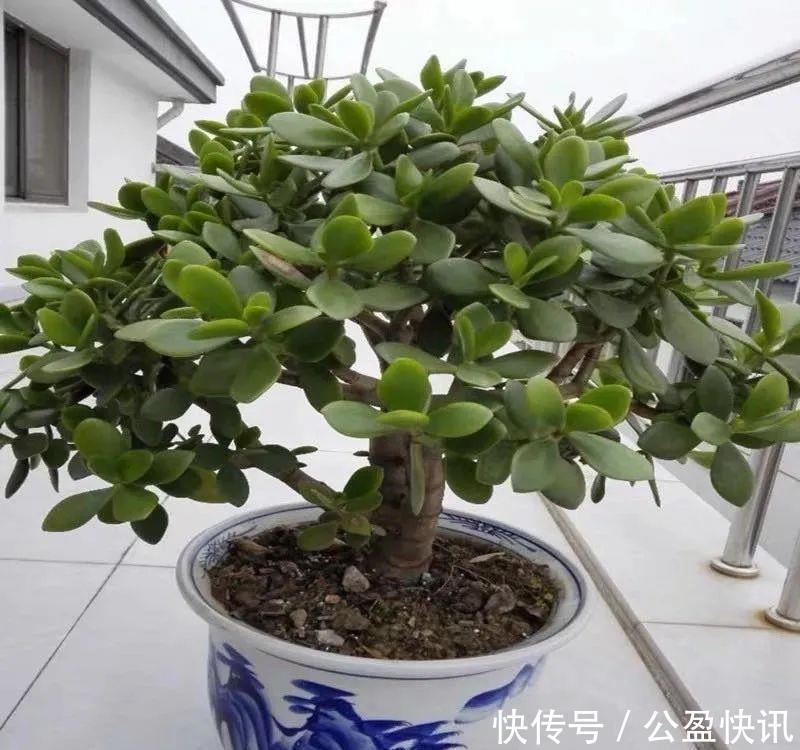  省心|懒人养花首选这三种，省心省力又好养，霸气镇宅添福气，人人都喜