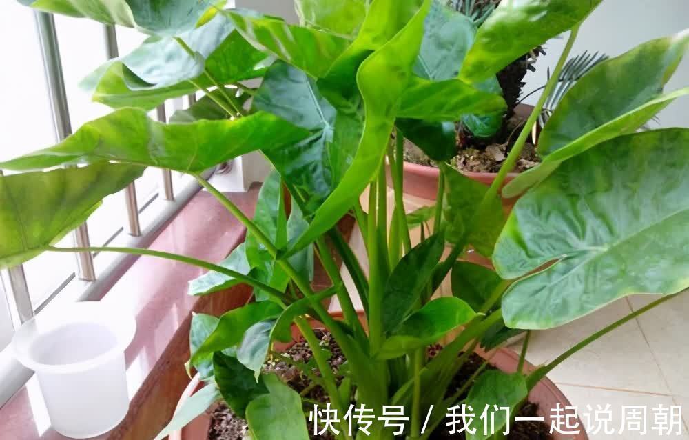 碰碰香|适合养在客厅的“4类花”,越养家里越“干净”,又美又健康