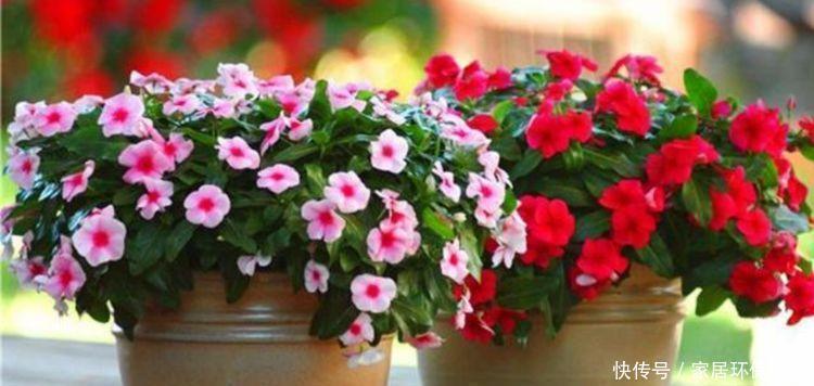 令箭荷花|4种花开花最灿烂,谁见了都喜欢,花朵漂亮,花开旺