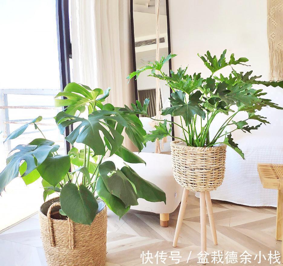 公认好养的“健康花”，建议至少养一盆，个个都是“净化小能手”
