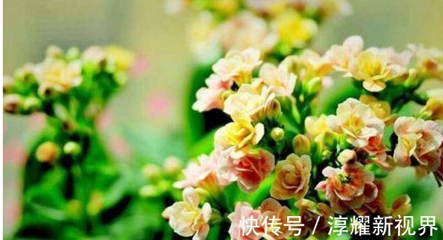 叶片|君子兰、长寿花、蟹爪兰总不开花，可能盆里缺点它，加一点就开花