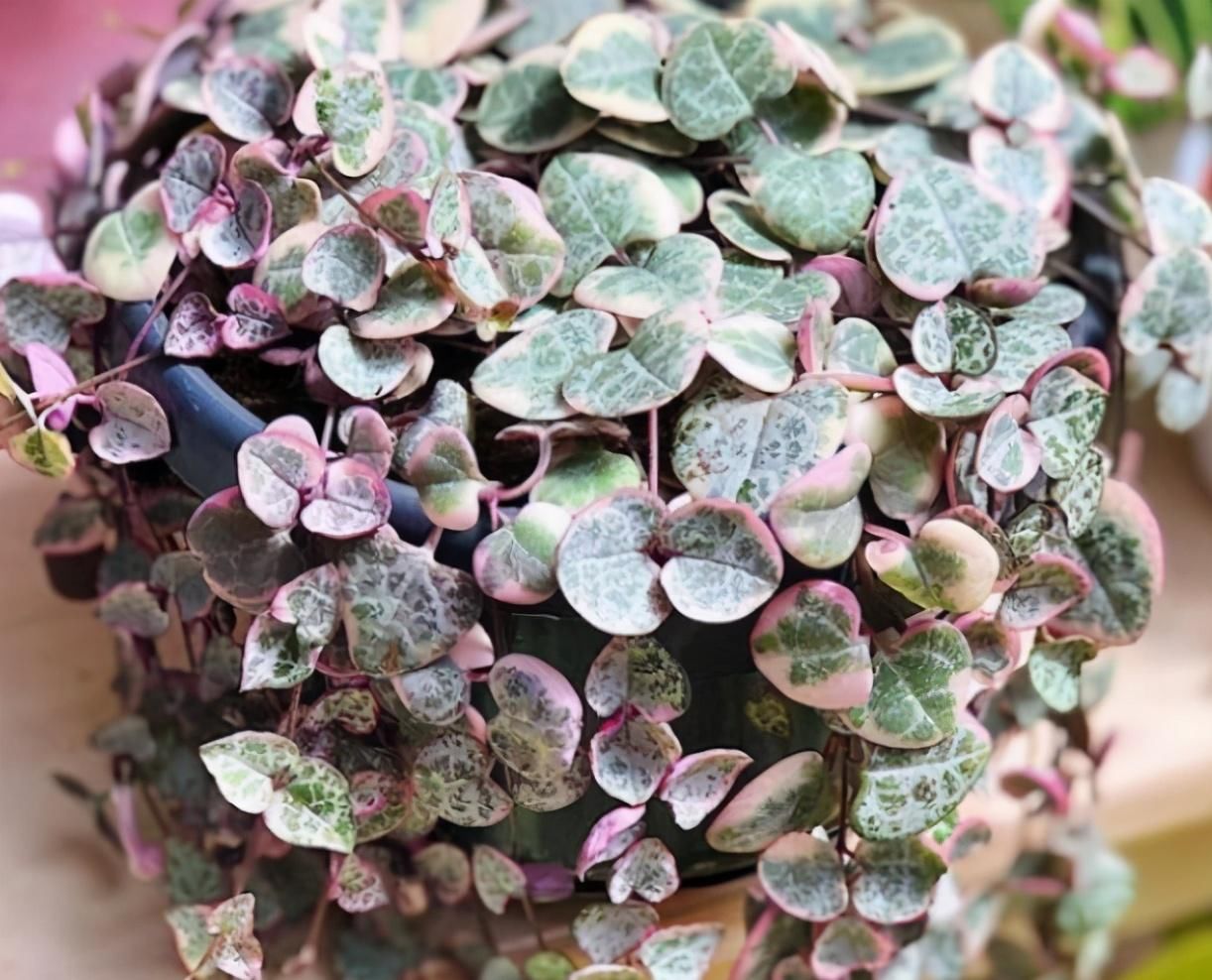 叶子|4种多肉植物不能暴晒，否则晒一盆死一盆