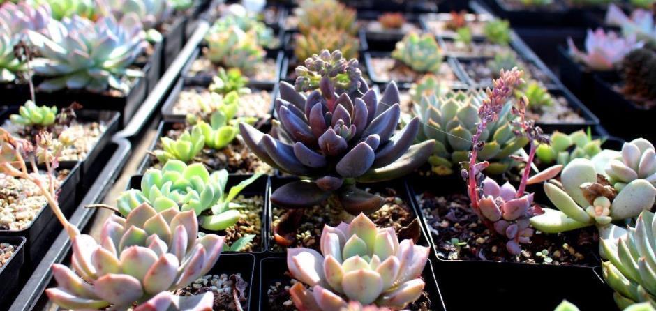 花友|夏季入手养殖多肉,磨合好这3方面,没有烦恼