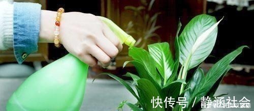 别浇水了，花都是被你浇死的！老园丁教你几招，家里花草轻松爆盆