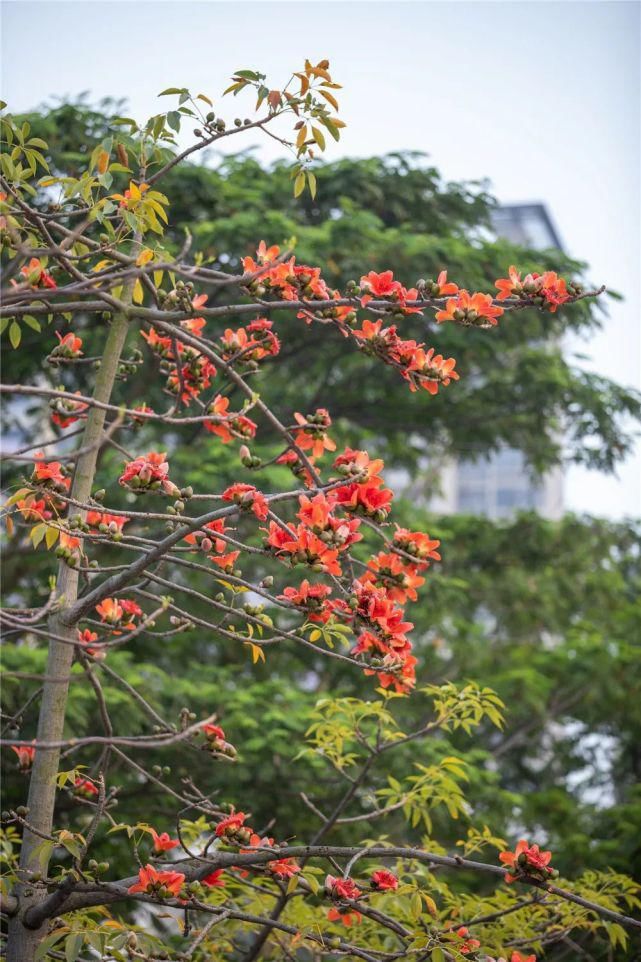 花开好了！来高明，等你～