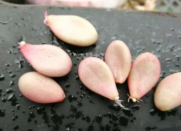多肉不用买，摘下叶片放“土里”，生根发芽特别快，轻松长满盆！