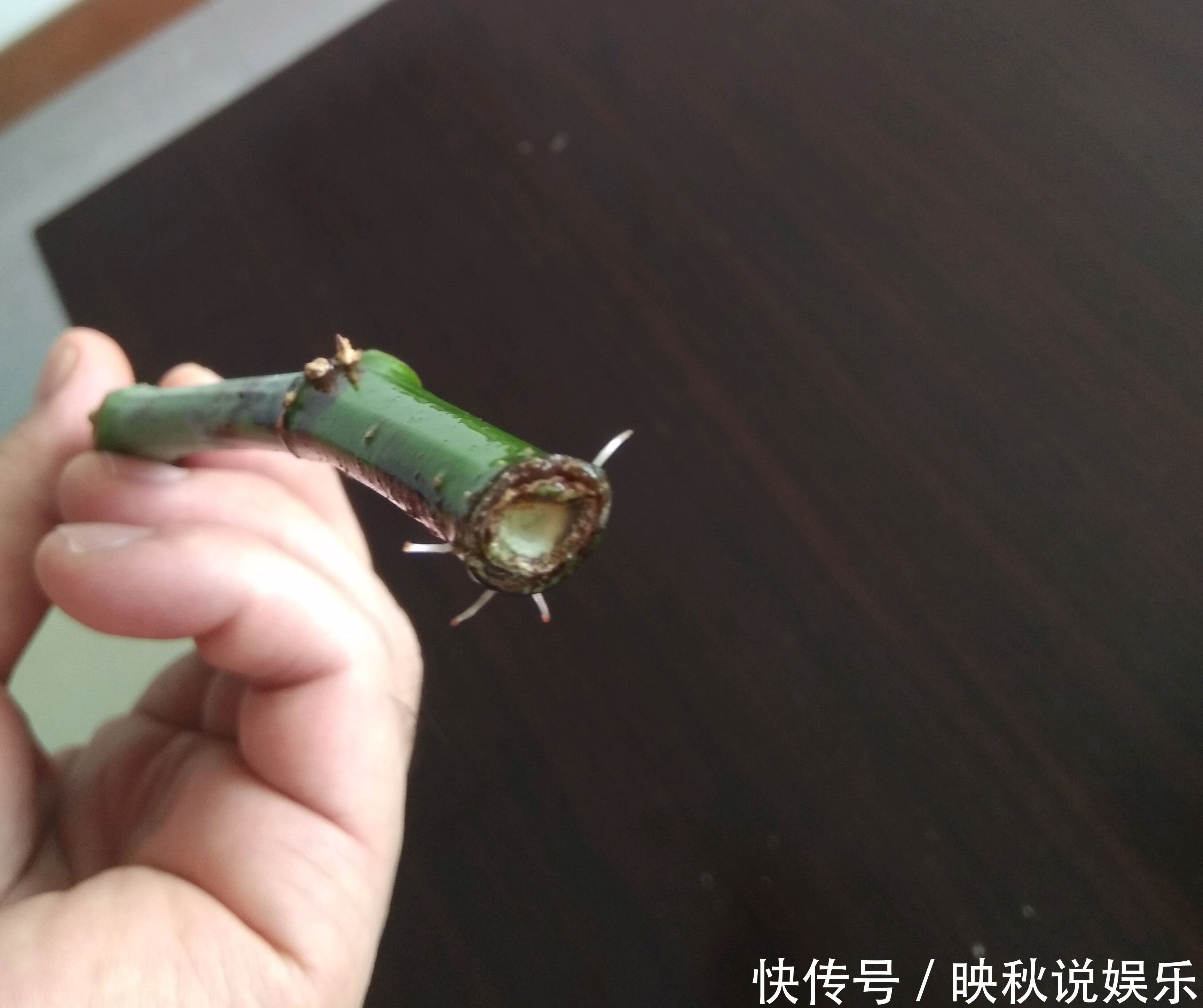 无花果水培繁殖难生根教你一招10天生根的方法,试过的都说好