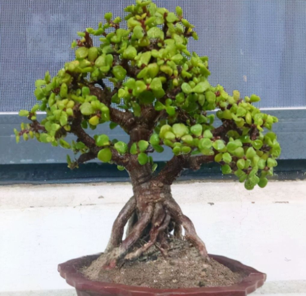 养金枝玉叶，冬天做好1个“保证”，记住“3合理”，长得也很快