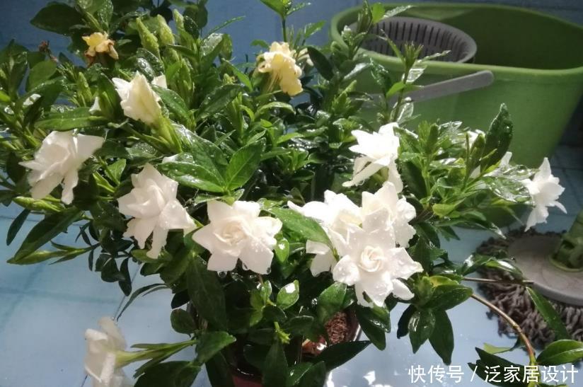 光照|栀子花其实不难养,盆栽注意3点,叶子油绿开花勤