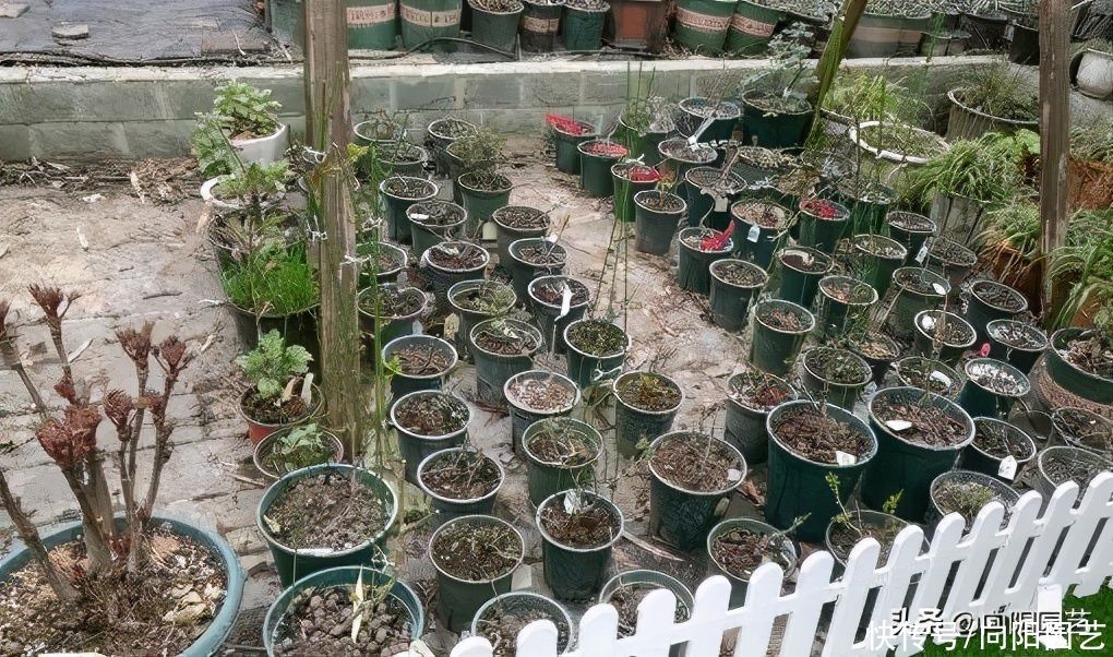 立春养月季，买苗子还是买老桩？综合考虑，苗子好成活率高