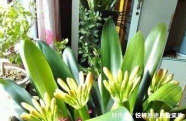 爆盆|户外挖“2种土”养花，君子兰长得像“大白菜”，茉莉花“爆盆”