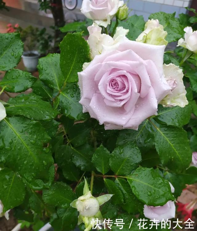 嫁接|3种花养在小盆里,2年变老桩,茎干粗壮开花香,1次能开50朵