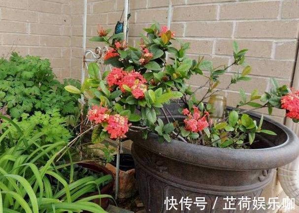 养花|新人养花想得心应手,需注重3个小技巧,掌握到位养啥花都不难