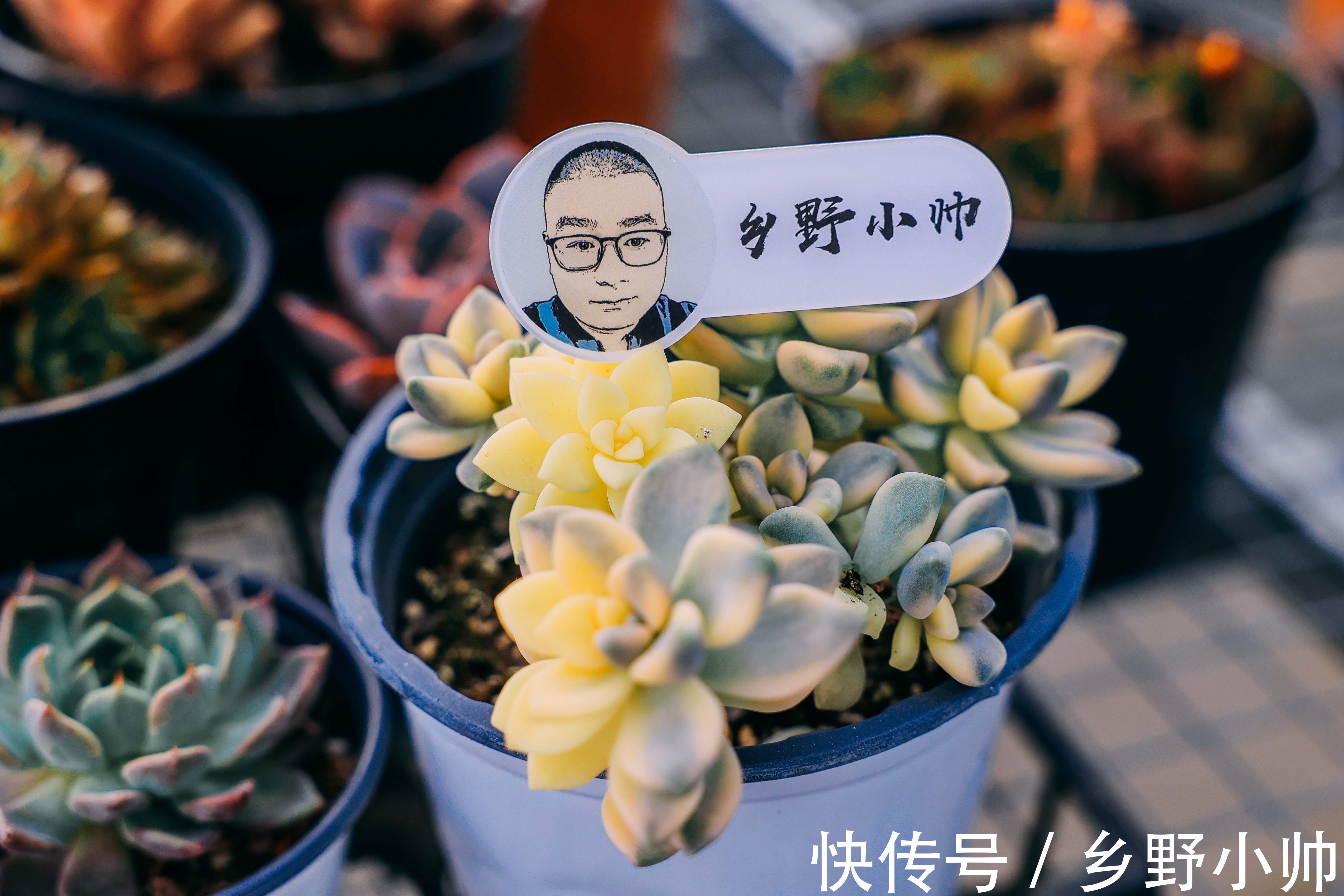 秋天|秋天来了，养肉方式要改变。这三件事不要急，否则多肉不生长