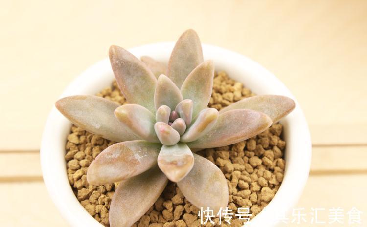多肉植物秋丽总掉叶?没照顾好这3方面,难怪盆栽颜值不高