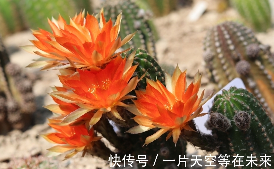 养花|春天养花,浇水也是一门学问,如果浇水不当,这些植物会严重受损