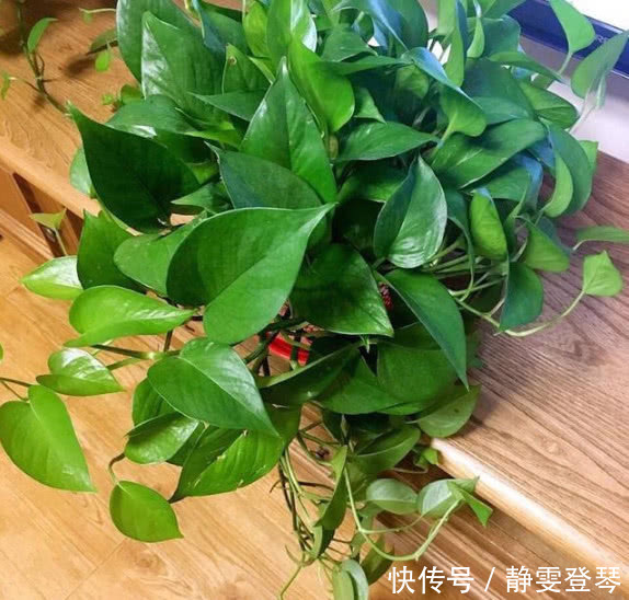 绿萝柱|4种“防辐射”的花，好养又漂亮，养1盆再不担心变丑，女生必选！