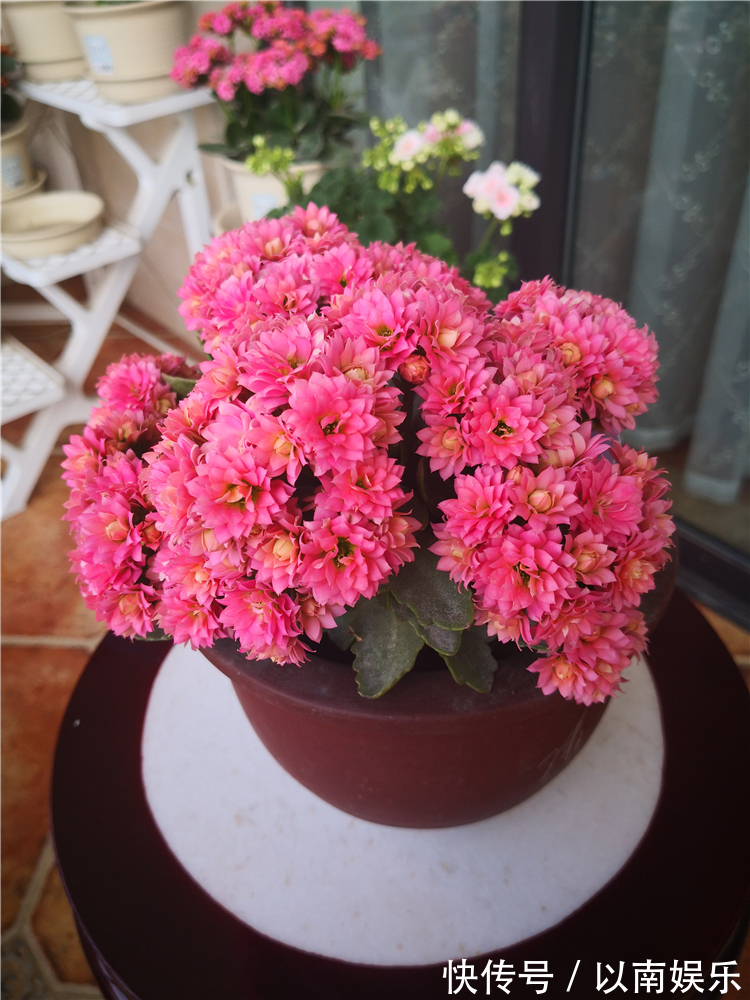 长寿花越开越稀疏犯3错,及时改正,开花爆盆变成大花球!