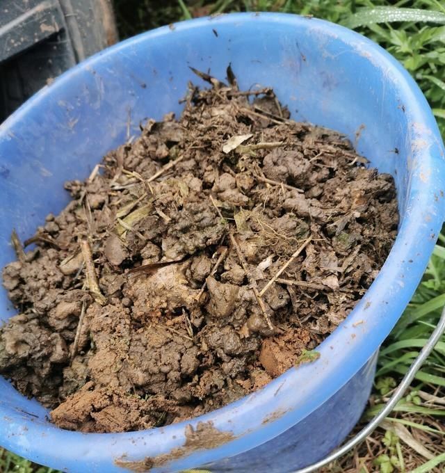 肥料|养君子兰,用上2种肥料,养根又养叶,不花钱就能养爆盆