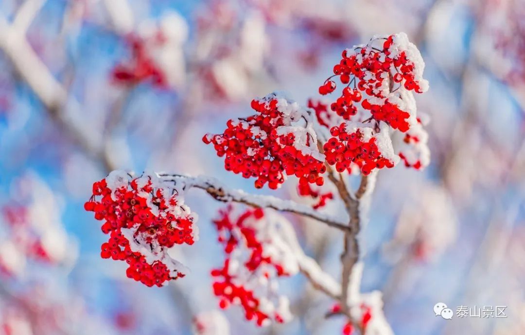  散文|跟随姚鼐的散文《登泰山记》冬览泰山
