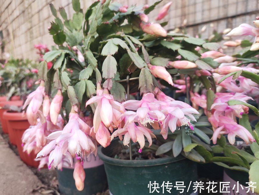 花友|想要蟹爪兰花后继续开，做好“2掐3足”，持续开花到夏季