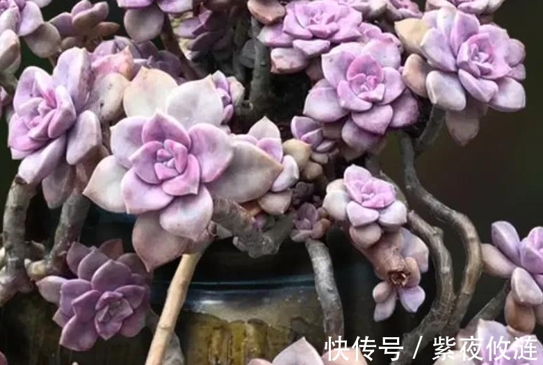 姬胧月|9种口碑非常好的多肉,易养护,出状态又仙又美