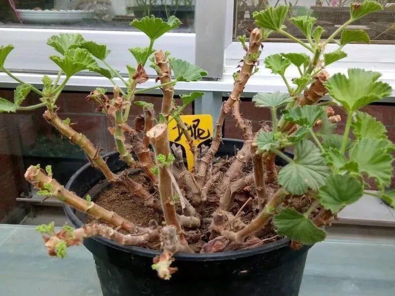 叶子|20种花，天凉了赶紧剪，来年开花有多又艳！