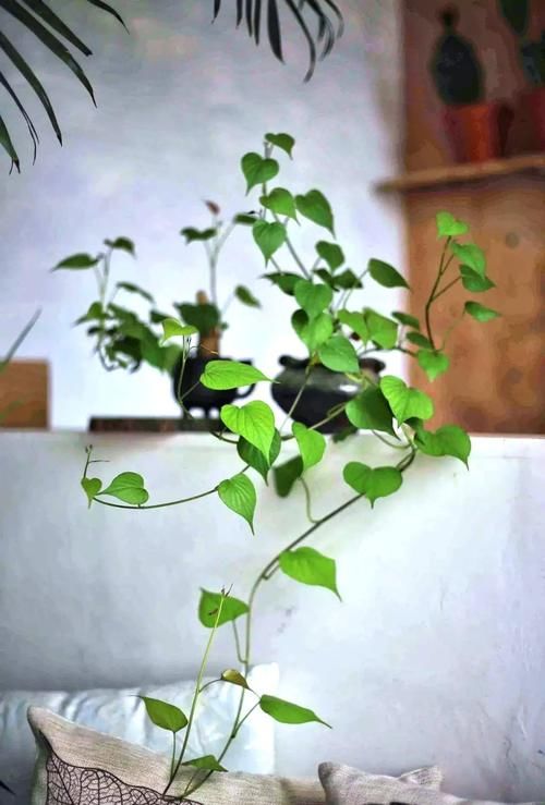  美妙|种红薯的美妙之处：不仅边吃边长，还从小美到大！