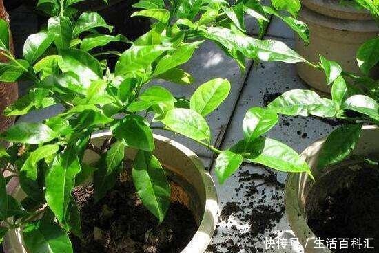 休眠|三角梅开花能力强，盆里埋点特制肥，夏天开出一片花墙