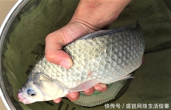 馒头|用馒头也可钓鱼？什么情况下用红虫、蚯蚓、玉米作钓，效果更好？