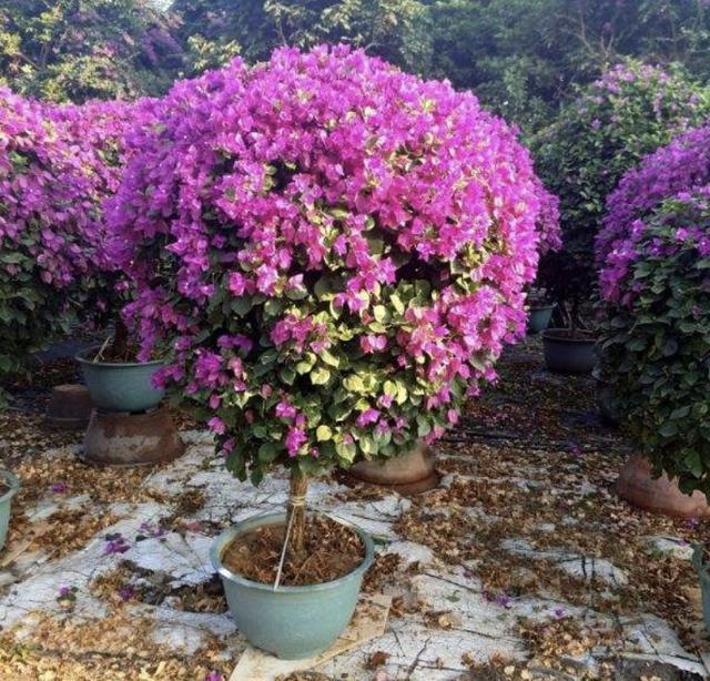 开花200天的“花树”，夏天可以养，比“绣球花”都漂亮，养8盆！